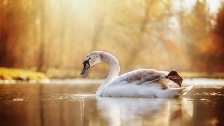 Graceful Swan Gliding Across a Serene Lake wallpaper