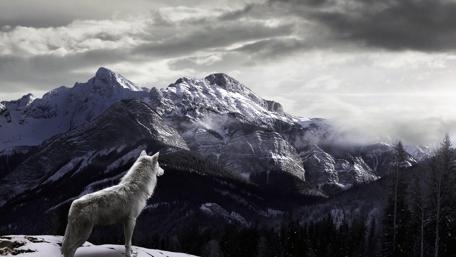 Wolf Gazing at Snowy Mountain Peaks in Winter wallpaper