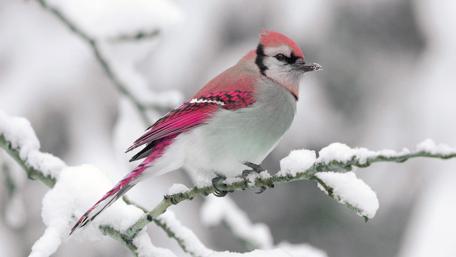 Winter Elegance in Feathers wallpaper