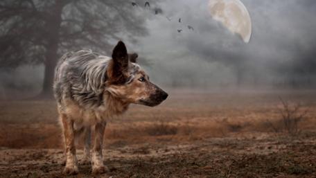 Majestic Dog Under a Moonlit Sky wallpaper