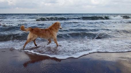 Joyful Dog Playing at the Seashore wallpaper