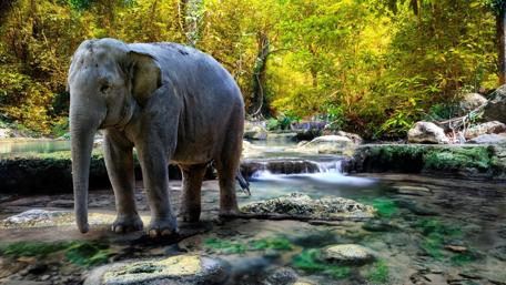 Gentle Giant by the Brook wallpaper