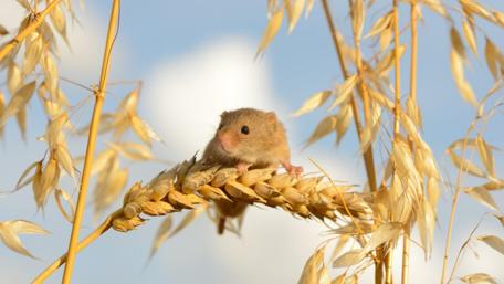 Tiny Mouse Among Golden Wheat Stalks wallpaper