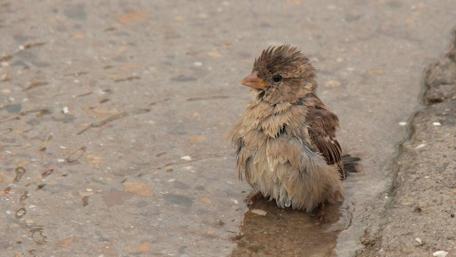 Adorable Wet Bird Enjoying a Puddle Bath wallpaper