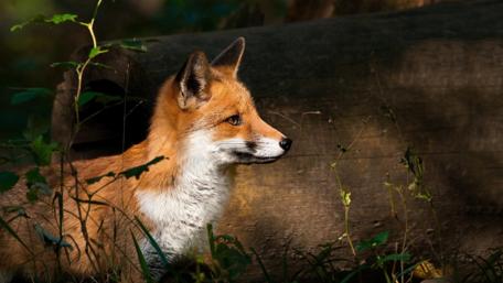 Charming Fox in Nature wallpaper