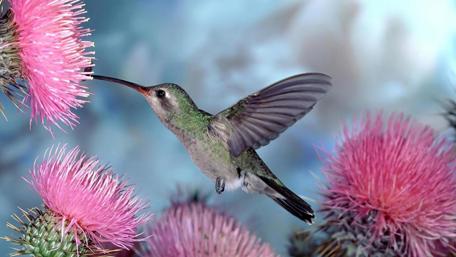Hummingbird in Motion Among Vibrant Flowers wallpaper