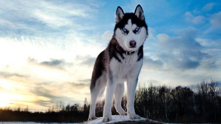Majestic Husky Under a Sunset Sky wallpaper