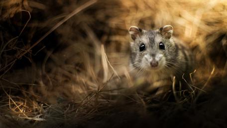 Adorable Hamster in Natural Habitat wallpaper