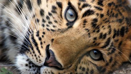 Majestic Leopard Resting in the Wild wallpaper