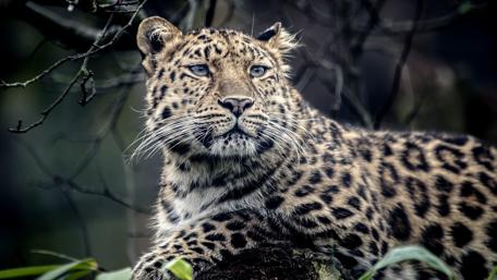Majestic Leopard in the Wilderness wallpaper