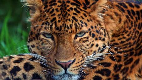 Majestic Big Cat in Natural Habitat wallpaper