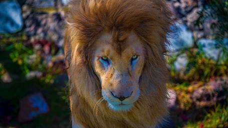 Majestic Lion Staring Intently at the Camera wallpaper