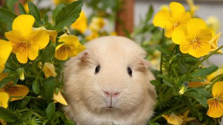 Cute Guinea Pig Surrounded by Yellow Flowers wallpaper