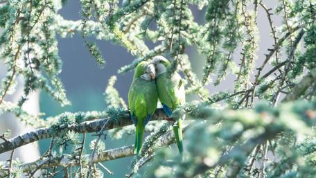 Parrots in Love Amid Spring Blooms wallpaper