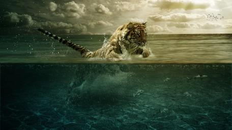 Majestic Tiger Swimming Through Tranquil Waters wallpaper