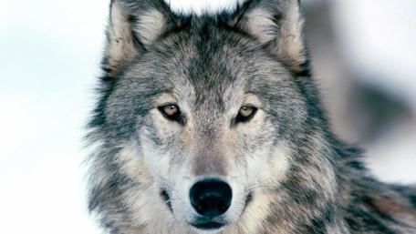 Majestic Wolf in Winter wallpaper