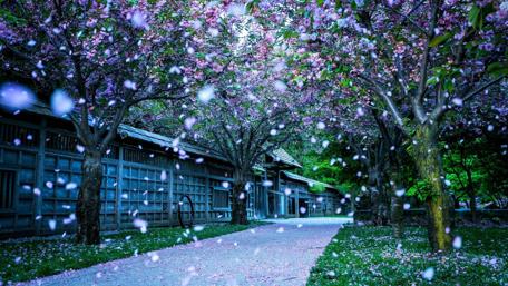 Springtime Blossoms in a Tranquil Park wallpaper