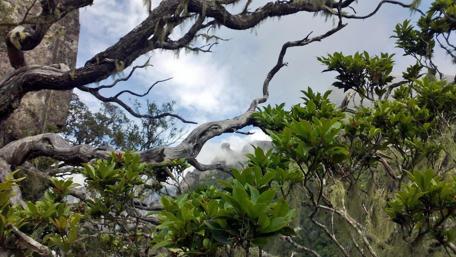 Twisted Branches of Nature's Beauty wallpaper