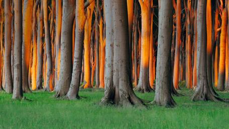 Enchanting Forest of Warm Hues wallpaper
