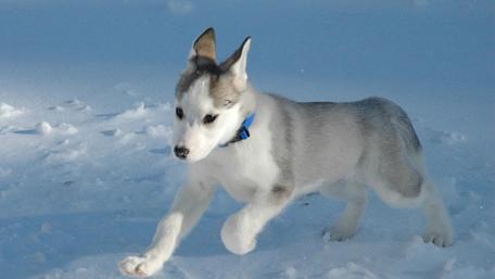 Snowy Adventure with a Playful Husky Pup wallpaper