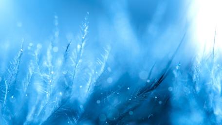 Blue Feather Light Ripple wallpaper