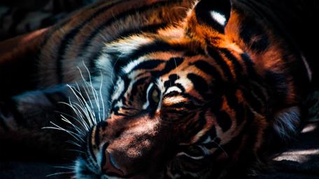 Majestic Tiger in Shadows wallpaper