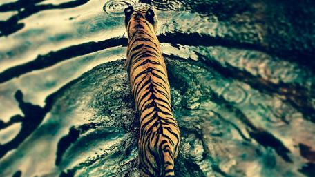 Tiger Stroll in Rainy Wilderness wallpaper