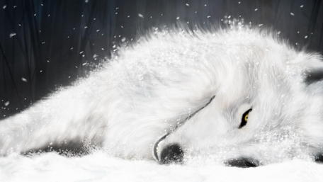 Snow-Covered Wolf in Serene Slumber wallpaper