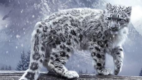 Snow Leopard in Winter Wonderland wallpaper
