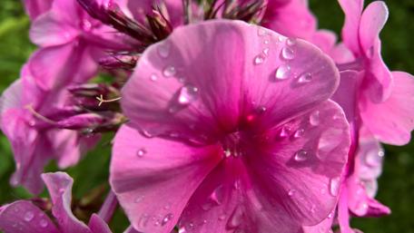 Vibrant Pink Blooms with Dewdrops wallpaper