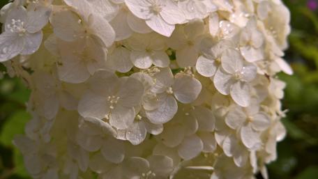 Delicate White Blossom Macro Wallpaper wallpaper