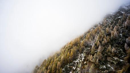 Misty Mountain Forest in Winter Foggy Hues wallpaper