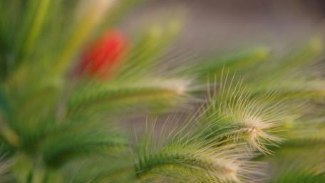Vibrant Green Flora with Delicate Texture wallpaper
