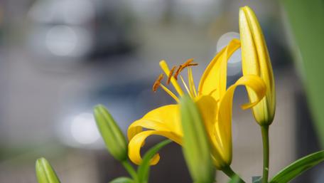 Vibrant Yellow Lily Blossom Wallpaper wallpaper