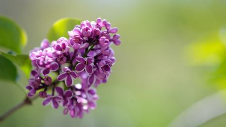 Springtime Lilac Bloom Delight wallpaper