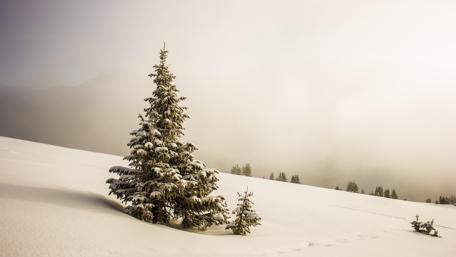 Serene Winter Landscape with Pine Trees in 4K Quality wallpaper