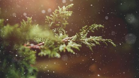 Winter Serenity in Nature's Embrace wallpaper