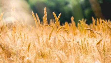 Golden Wheat Field in Serenity of Nature wallpaper