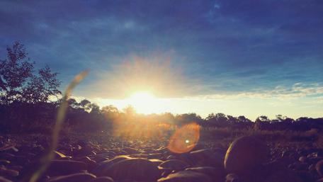 Golden Horizon Over Pebbled Ground wallpaper