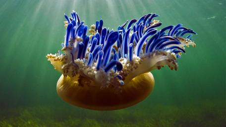Serene Beauty of the Ocean Depths wallpaper