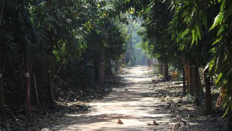 Serene Path Through Lush Greenery in Bengal wallpaper