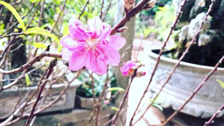 Delicate Peach Blossoms in Bloom wallpaper
