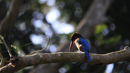 Majestic Kingfisher in Nature's Embrace wallpaper