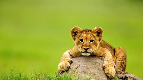 Adorable Baby Wild Cat Resting wallpaper