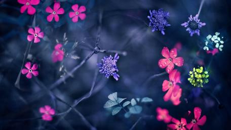 Colorful flowers wallpaper