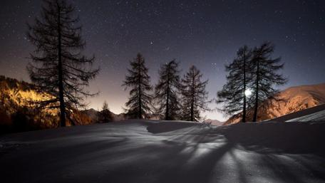 Pine trees in the moonlight wallpaper