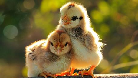 Adorable Chick Siblings Celebrating Easter wallpaper
