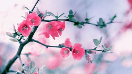 Blossoming Pink Charm in Spring Beauty wallpaper