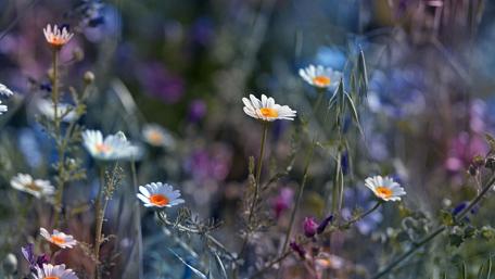 Charming Chamomile in a Floral Field Displaying Nature's Beauty wallpaper