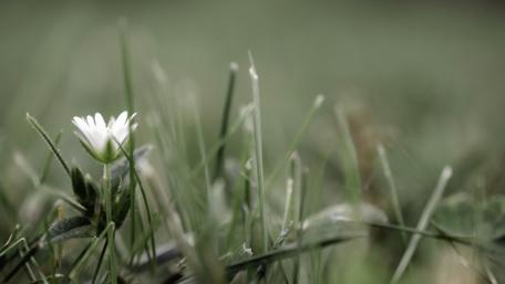 Delicate White Flowers in Springtime Grass wallpaper